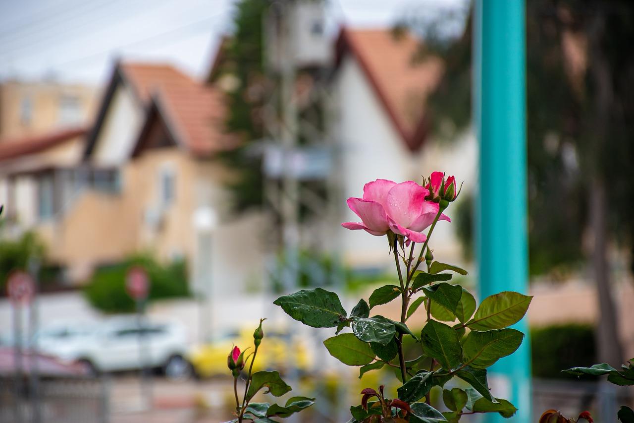 3. 蔷薇花攀爬训练