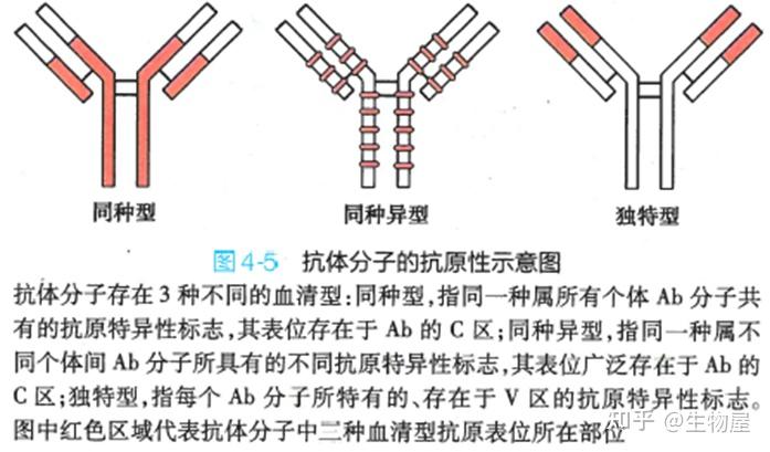 抗体药物研发(04):抗体分子的免疫学特性 - 知乎