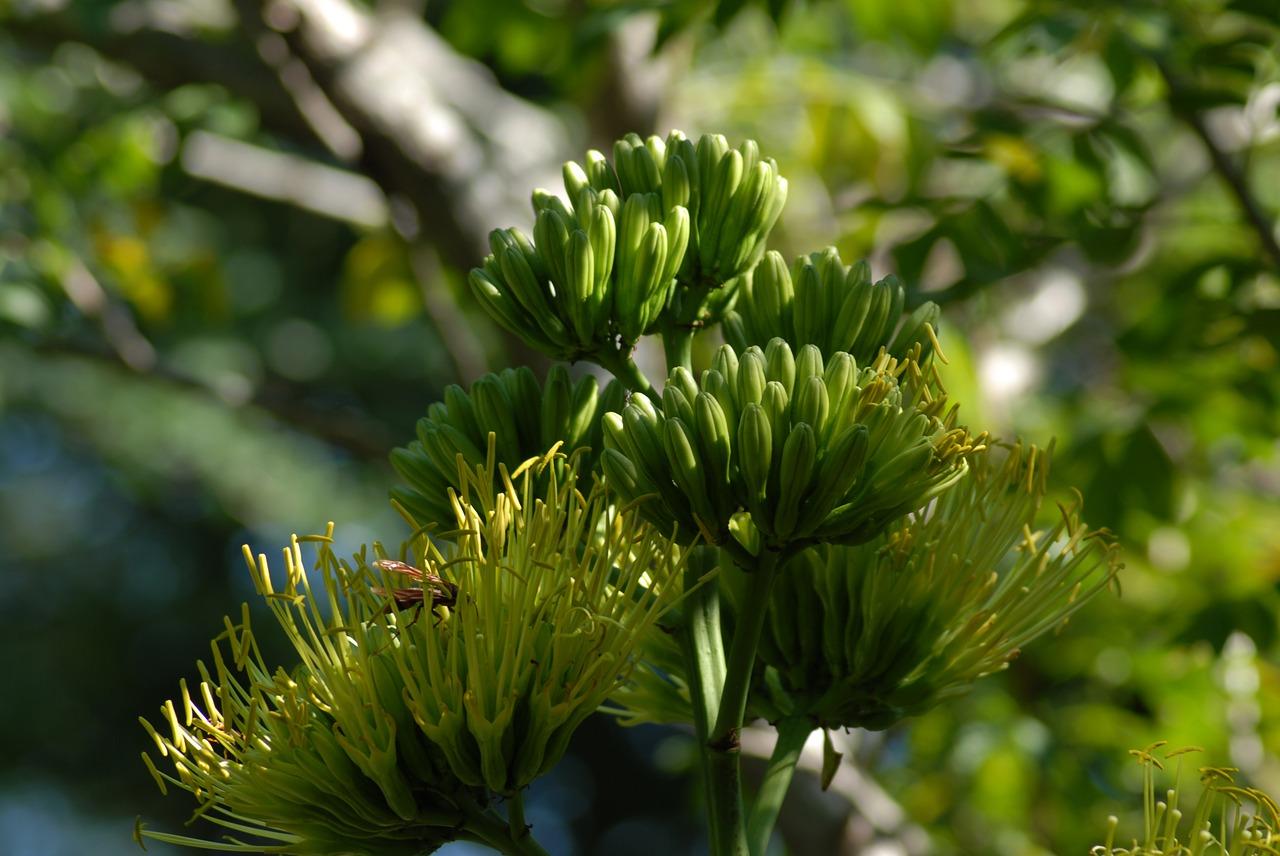 4. 金银花行情走势