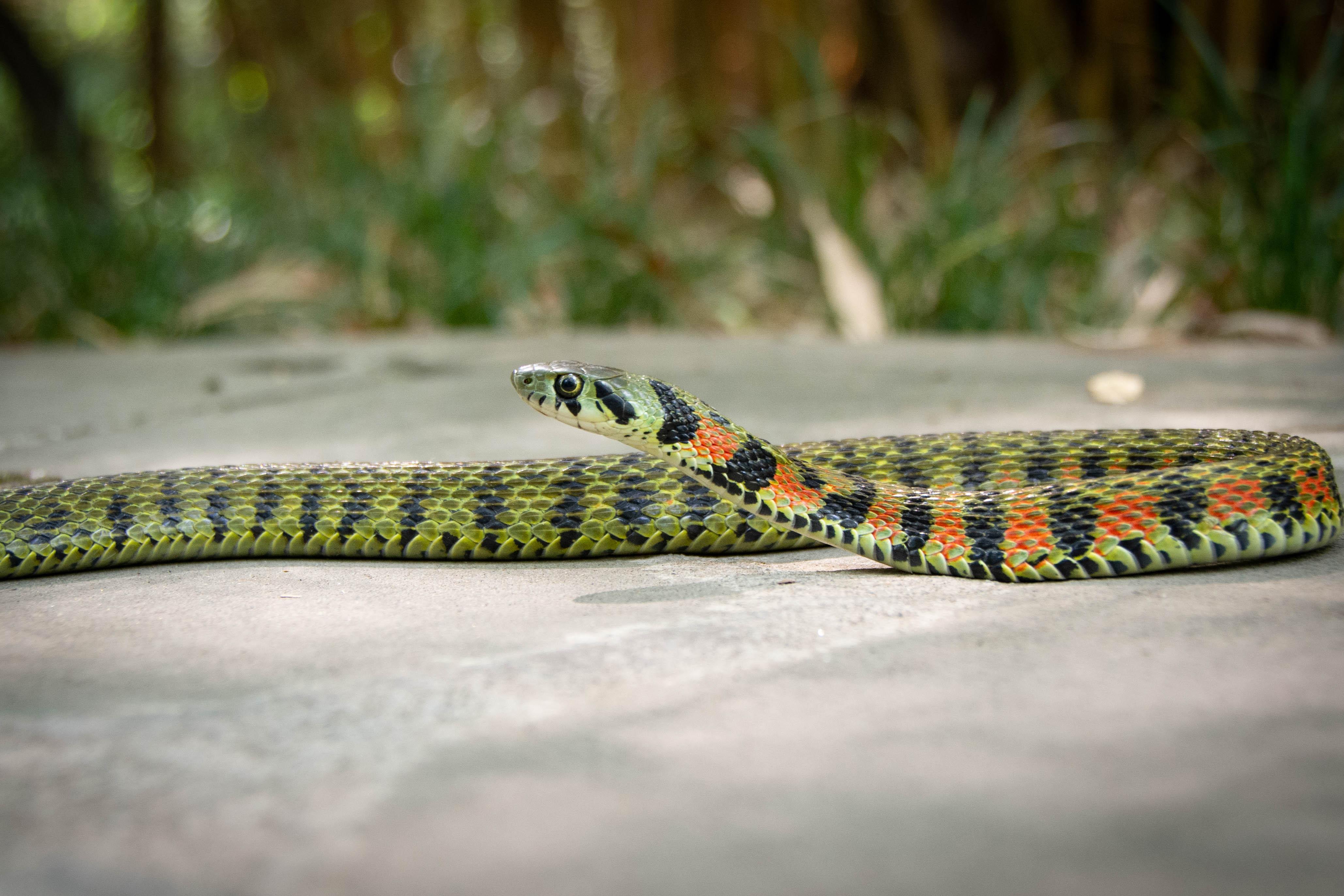 蛇身青色脖子向下5分之1颜色有红色黄色是什么蛇? 