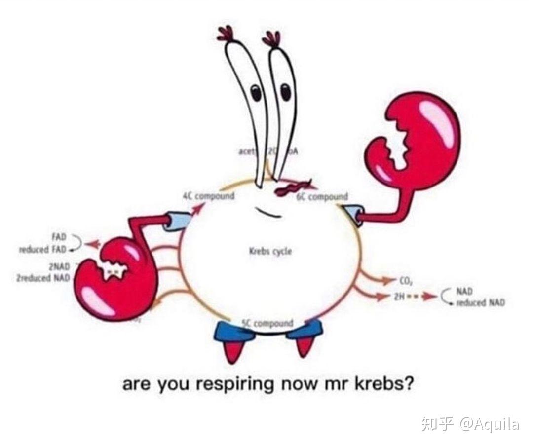 有什么关于生物学的表情包? - 知乎