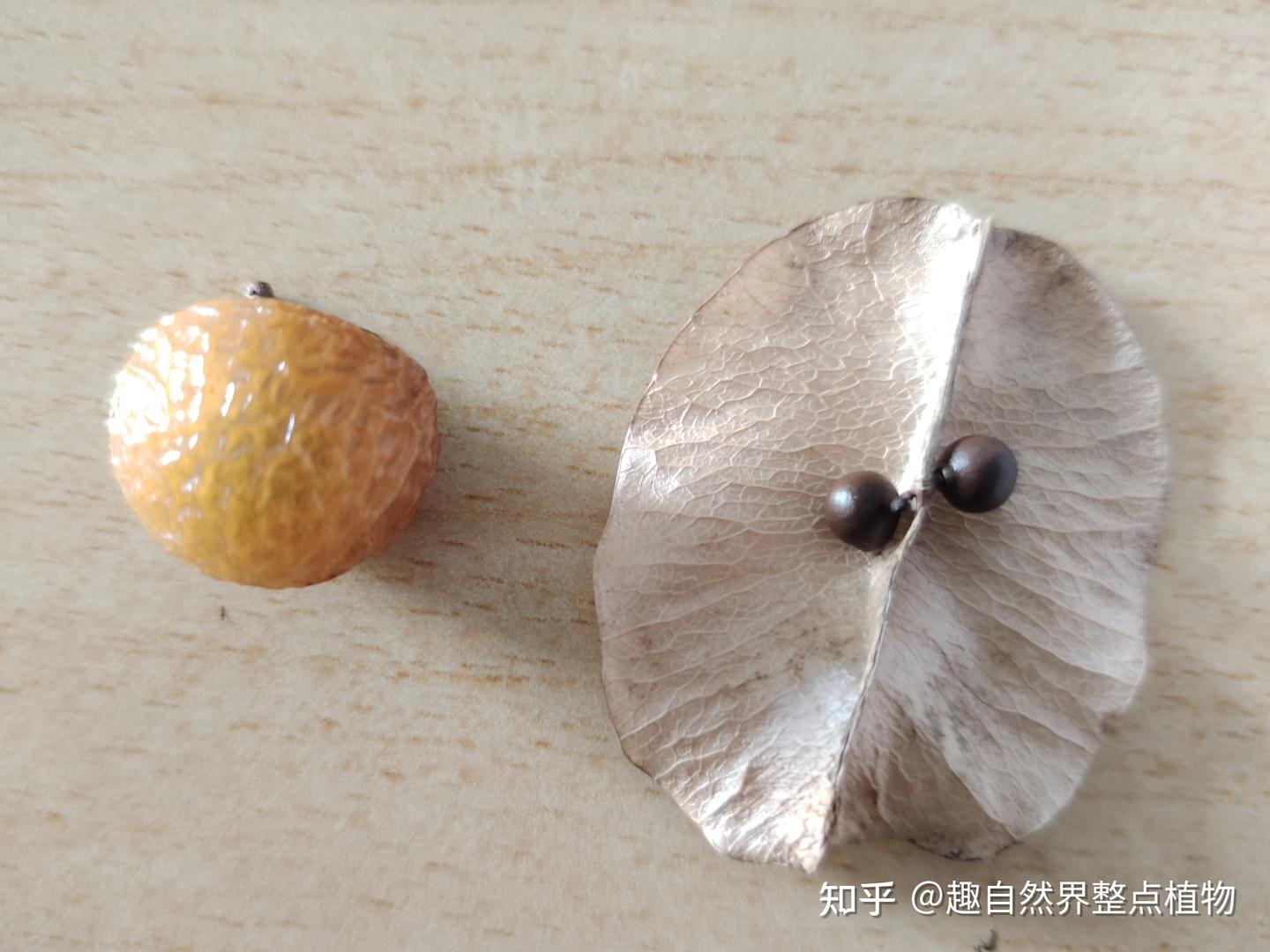 全缘叶栾树与无患子（树皮，树叶，果）形态的细节比对 - 知乎