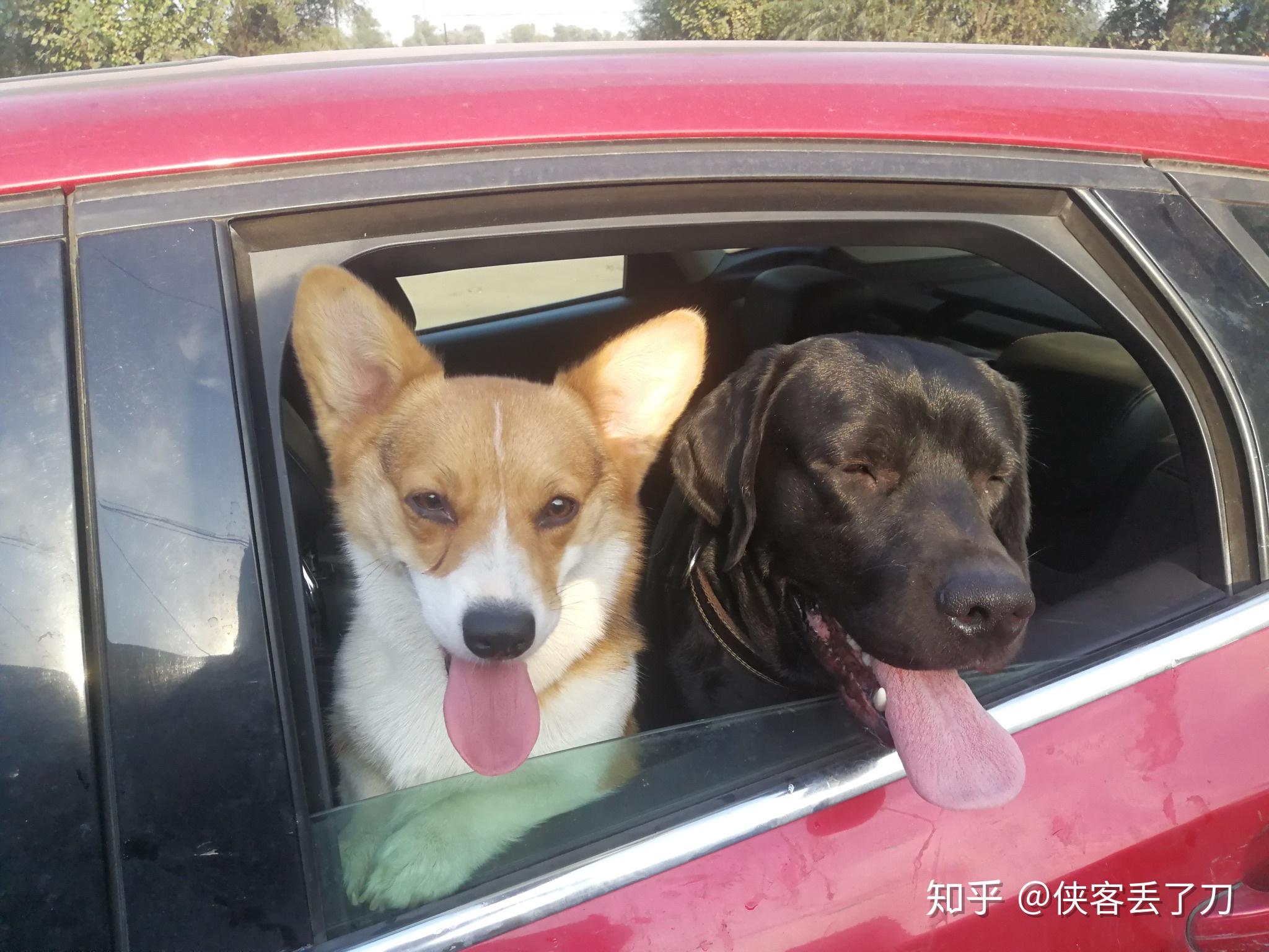 拉布拉多和柯基可以一起养吗