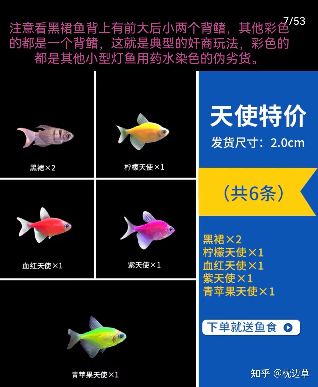 斑马鱼和天使鱼哪个好养? - 知乎