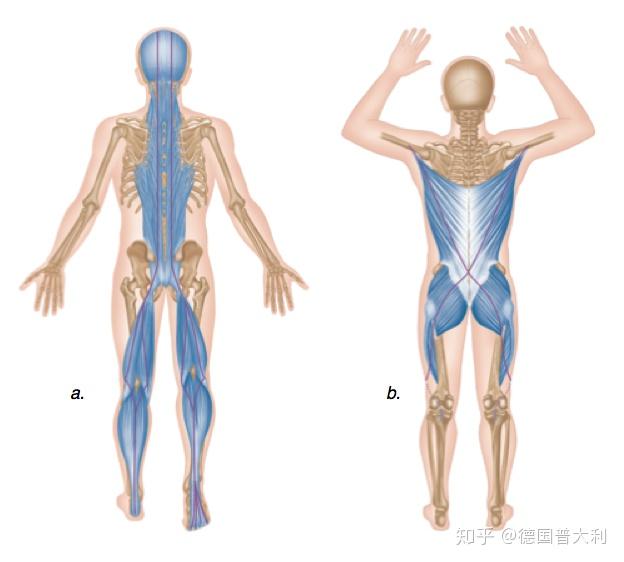 身体后侧链紧什么意思? - 知乎