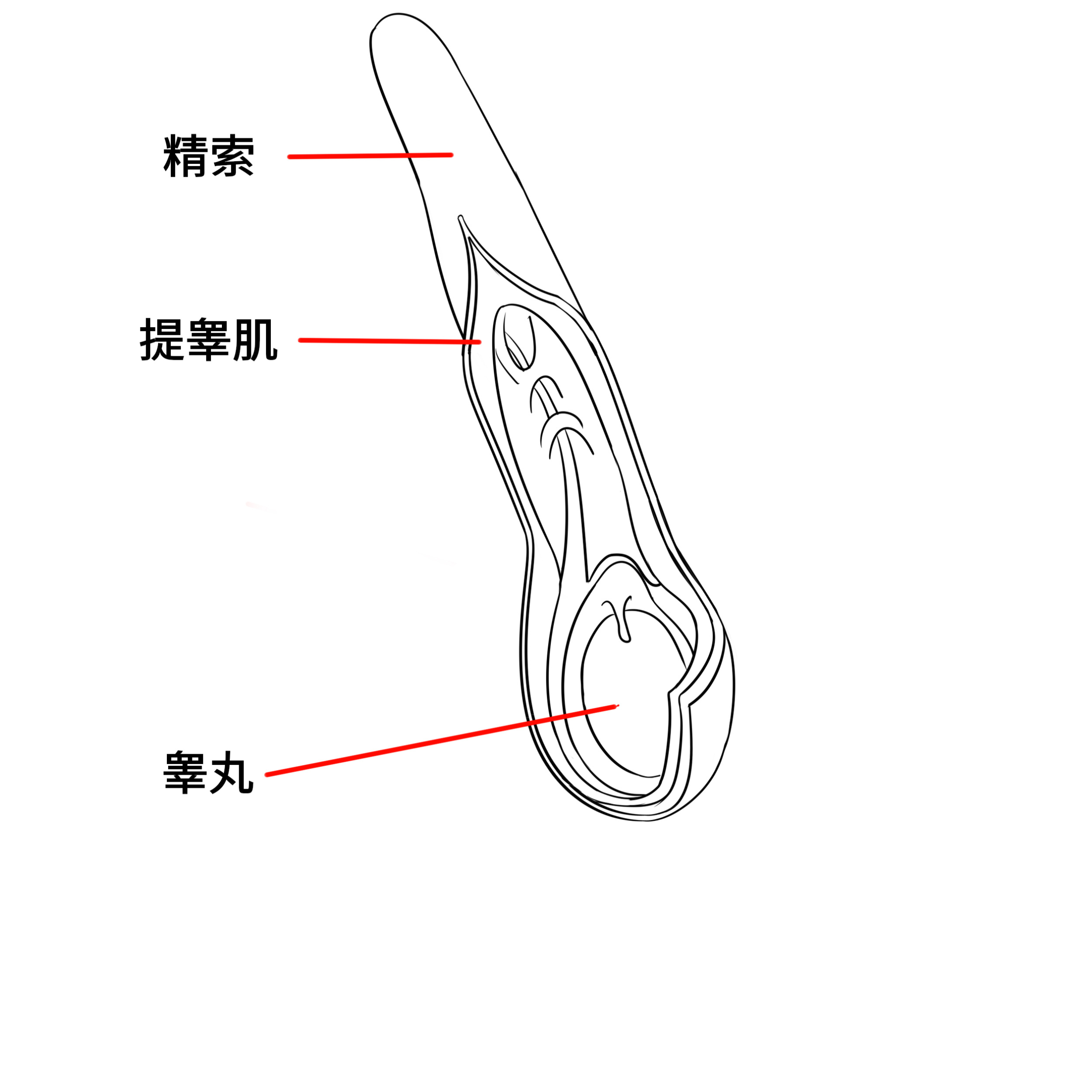 普通人到底要不要担心睾丸扭转 知乎