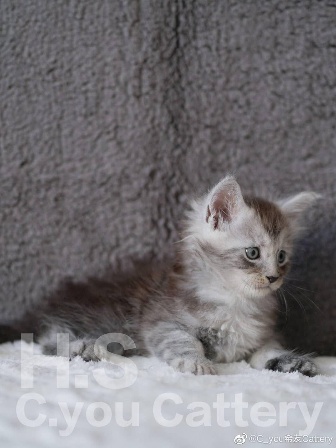 如何正确撸荷兰猪 v2-bf908349485087de4b93ca953c2935c1_1440w.jpg?source=172ae18b