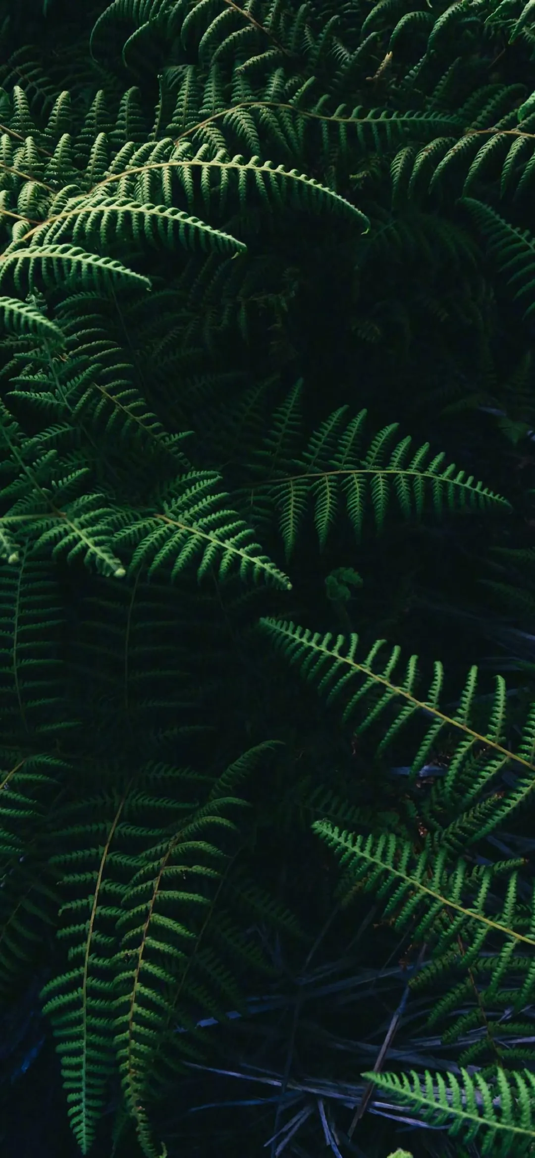 想要一些绿色清新护眼的手机壁纸有吗