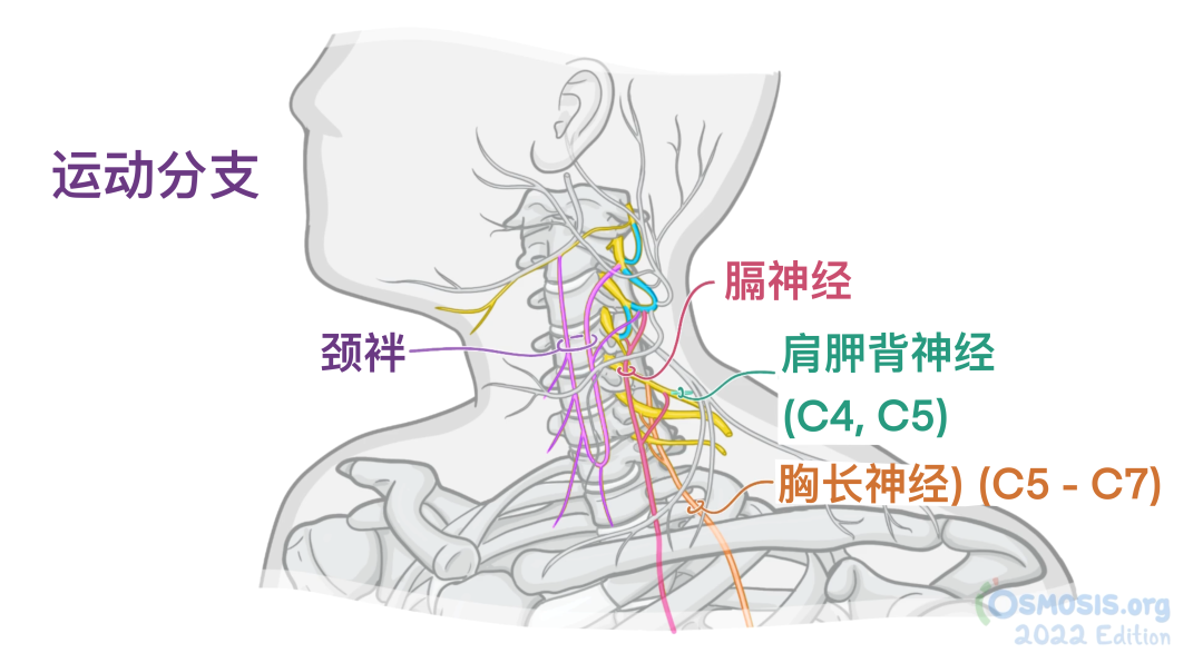 人体解剖学基础:颈丛 - 知乎
