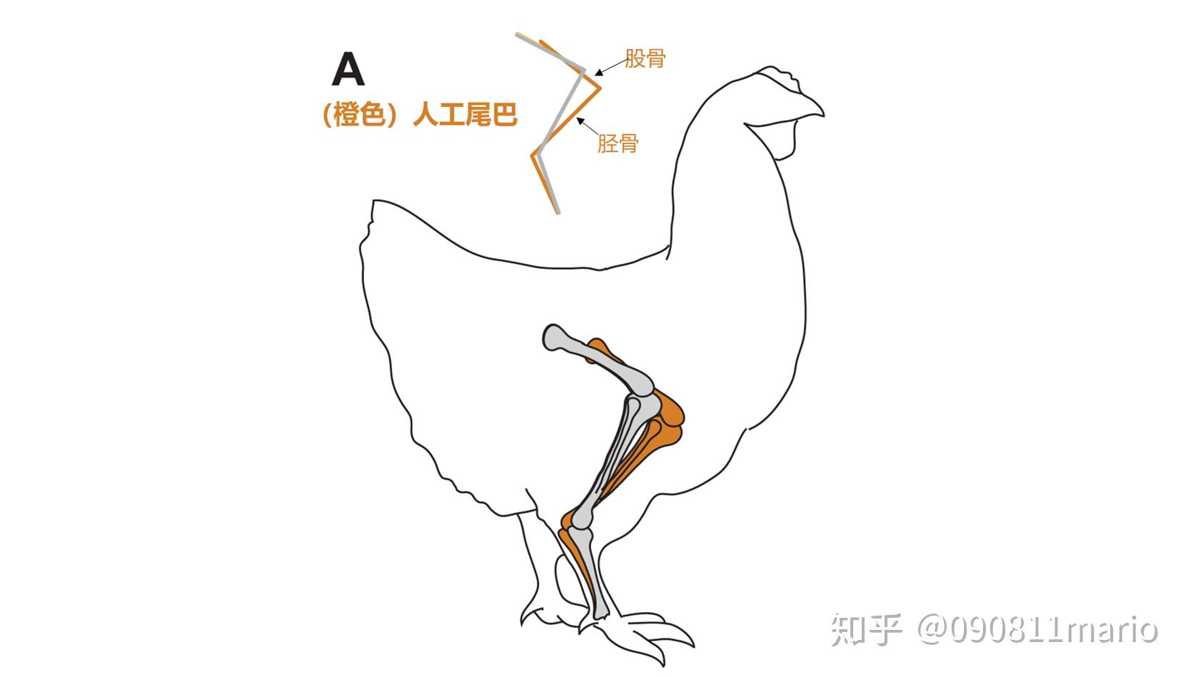 为什么给鸡装上假尾巴后,鸡的走路姿势会变得像恐龙一样?