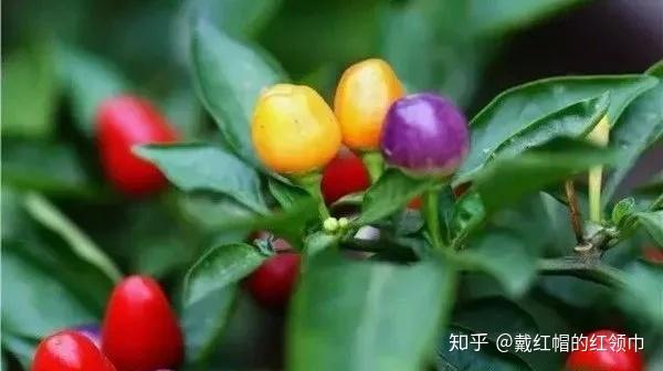 世界著名辣椒大集合!你认识几个? - 知乎