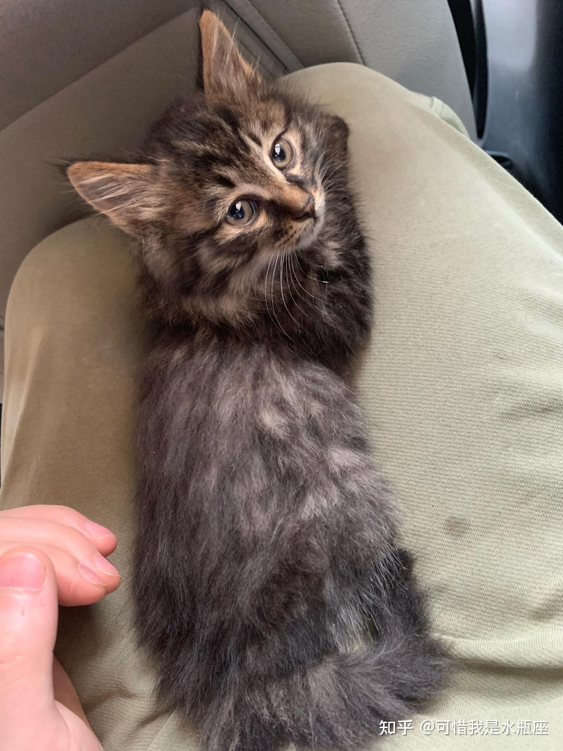 有小时候长毛猫,长长变成短毛的么?后续短毛还能变回长毛么?