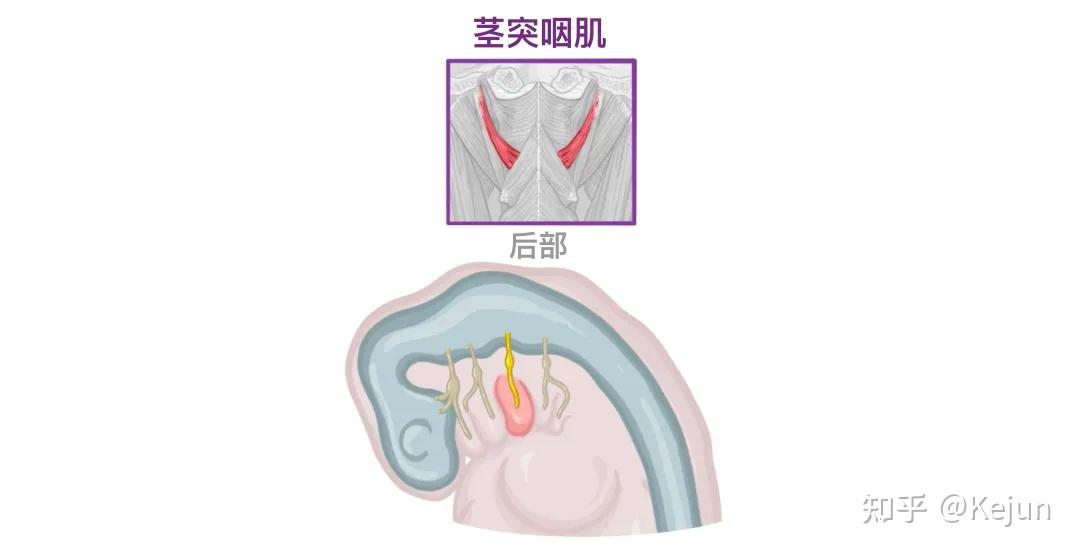 人体解剖学基础——人体十二对颅神经 - 知乎