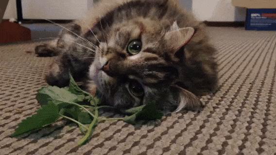 猫咪会对猫薄荷上瘾吗？经常吸有什么危害？ 知乎 