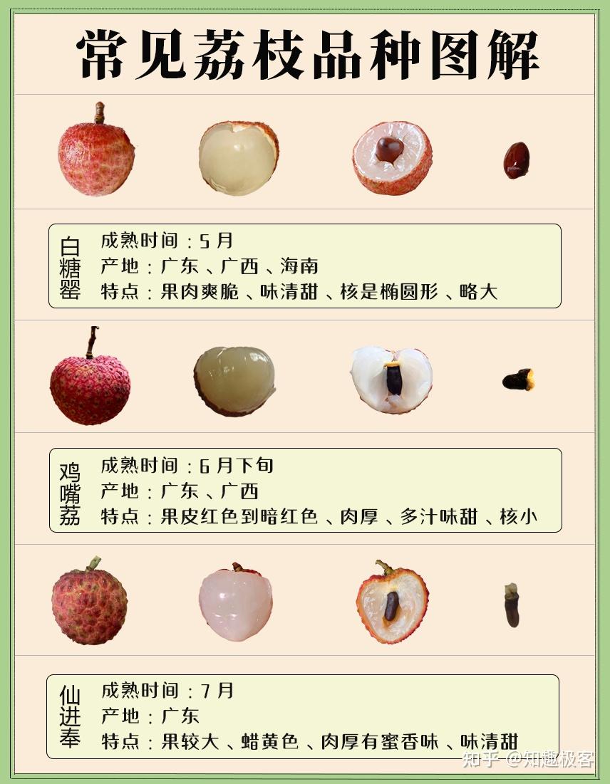南国四大果品:荔枝品种图解及上市时间汇总 - 知乎