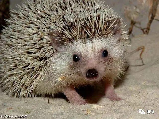 说过多少遍了,别往刺猬背上扎水果 - 知乎