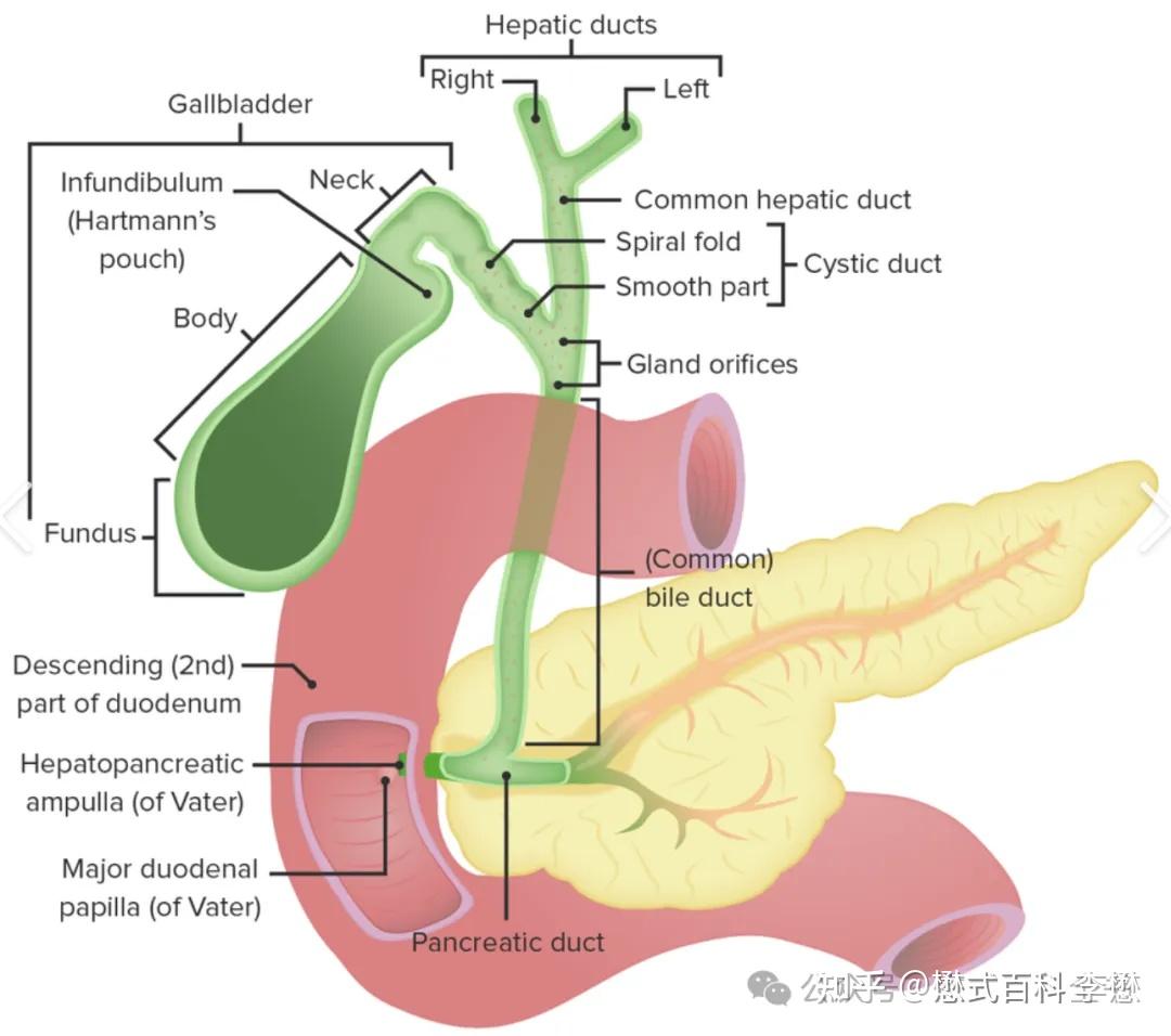 影像学中的双管征 - 知乎