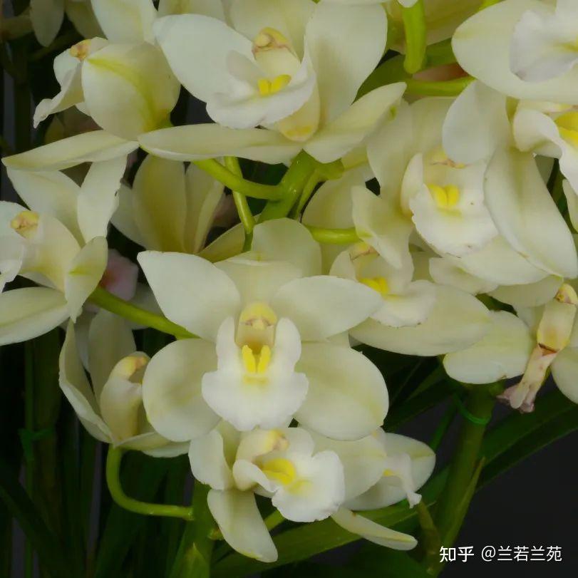 走进兰花世界,带你去认识兰花中的翘楚,看一枝兰花的诞生。 - 知乎