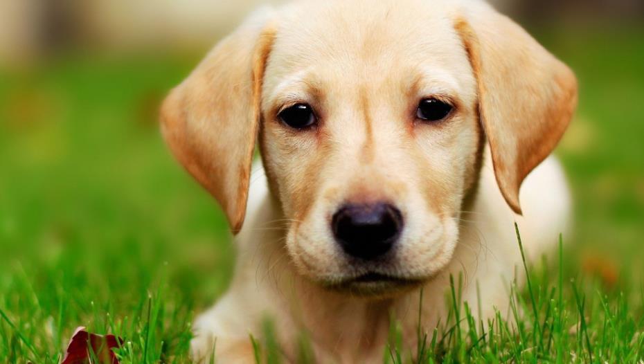 怎么教狗狗定点大小便到狗厕所 v2-c04e36848c0d79a73d5170490e6ceaad_1440w.jpg?source=172ae18b