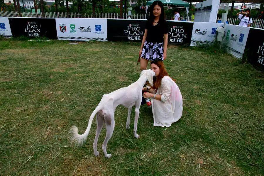 长安十二时辰细犬图片