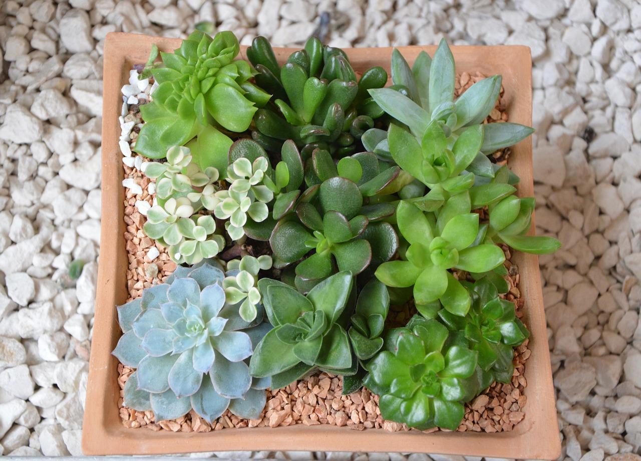 4. 按繁殖方式区分