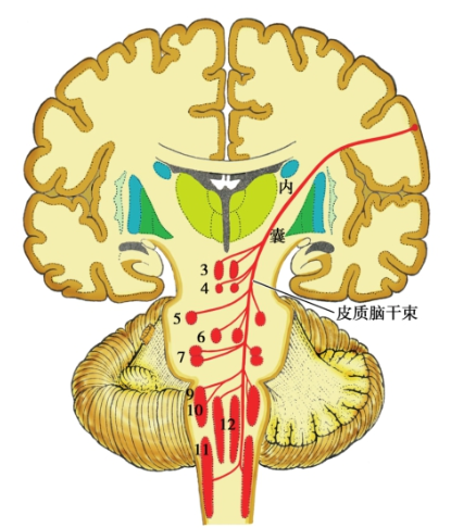 皮质脑干束传导示意图图片