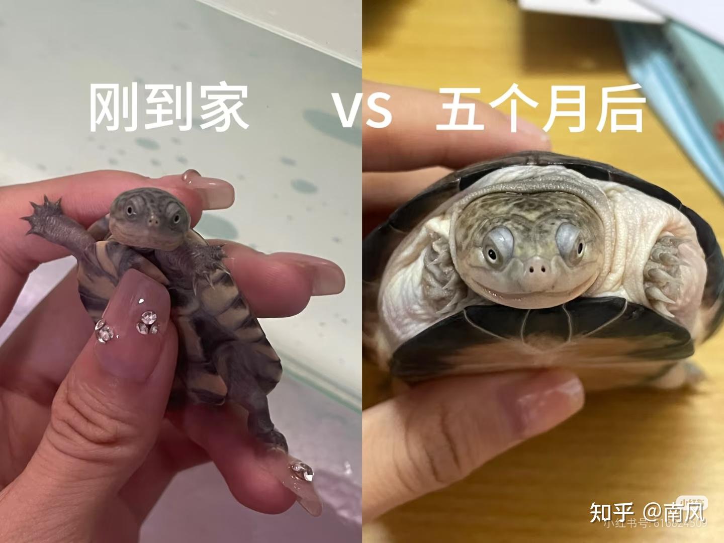 第一次养乌龟,选择什么品种最好上手又不容易养死? - 知乎