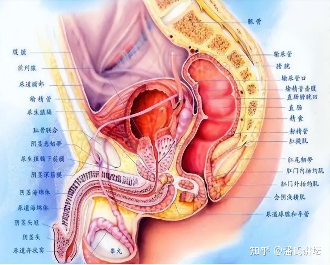 慢性前列腺炎能治好吗看中医或者西医好呢
