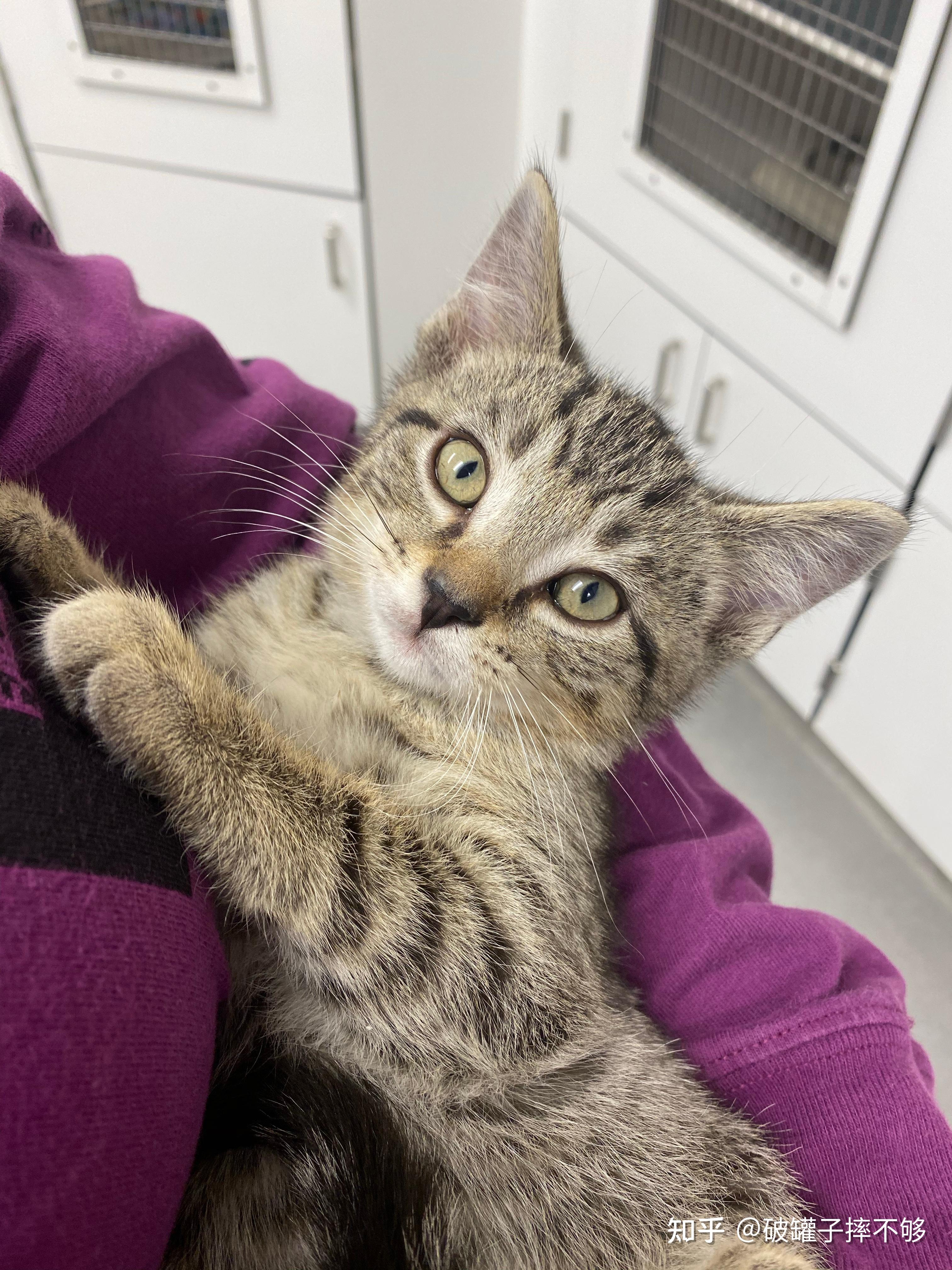 狸花猫可以漂亮到什么程度