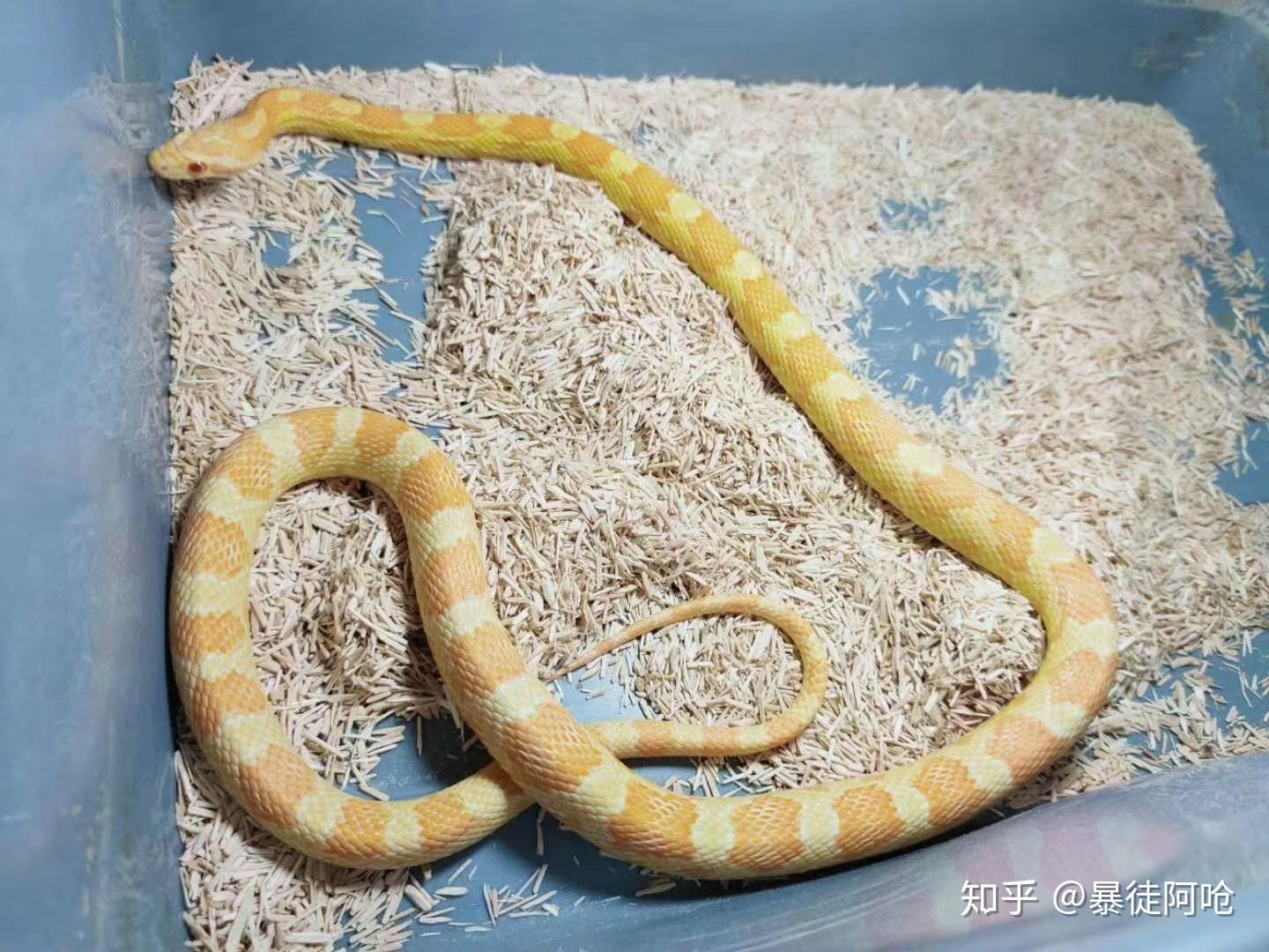 锡金玉米蛇图片