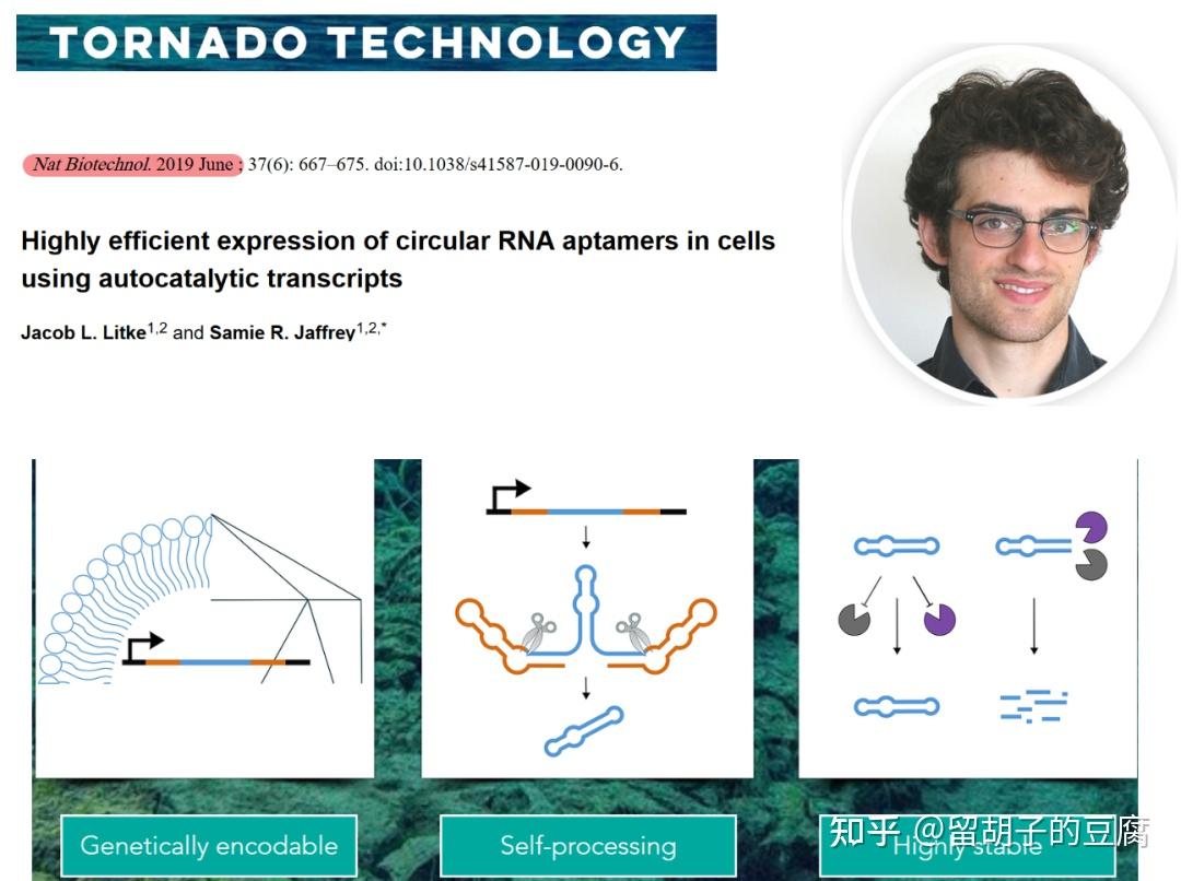 VLP递送Tornado系统表达的circRNA,实现更长久的蛋白表达 - 知乎