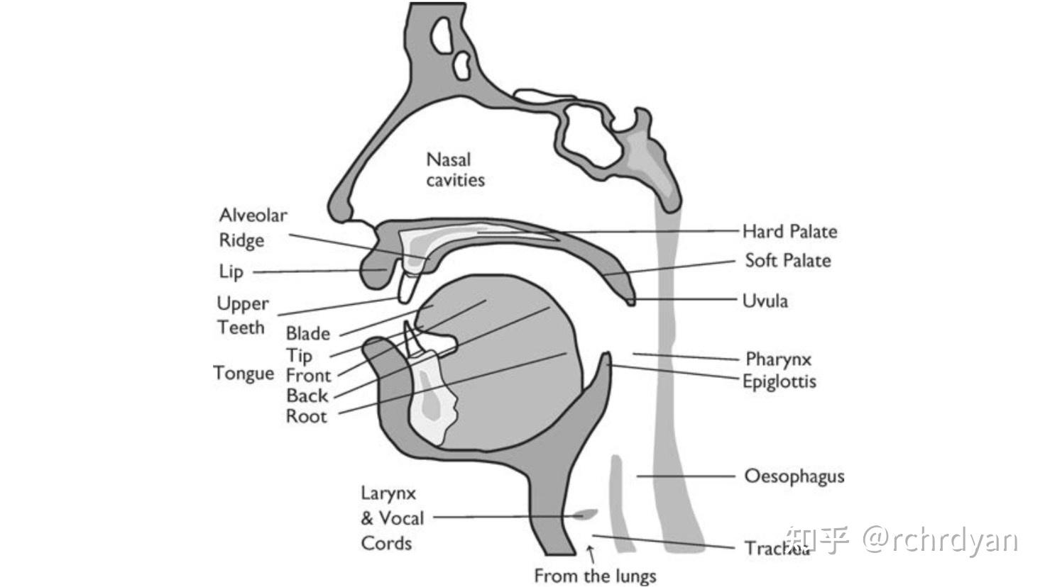 母语中有[θ]这类齿舌音的人的舌头尺寸是否会比