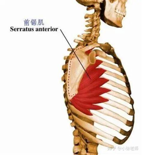 被你们忽视的前锯肌，竟然如此重要！ - 知乎