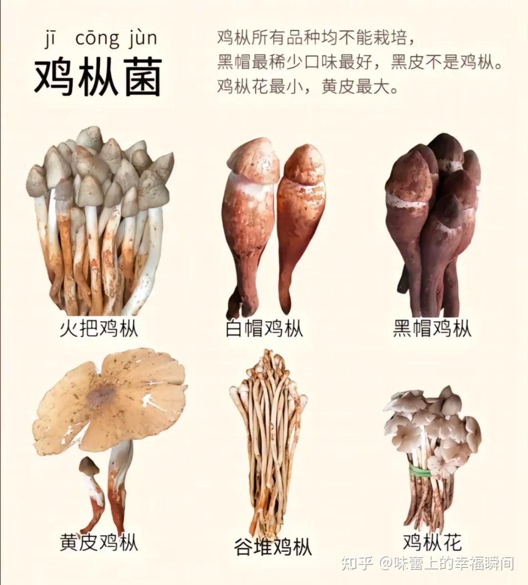 鸡枞，夏季独有，我愿称之为最美味的菌类 - 知乎
