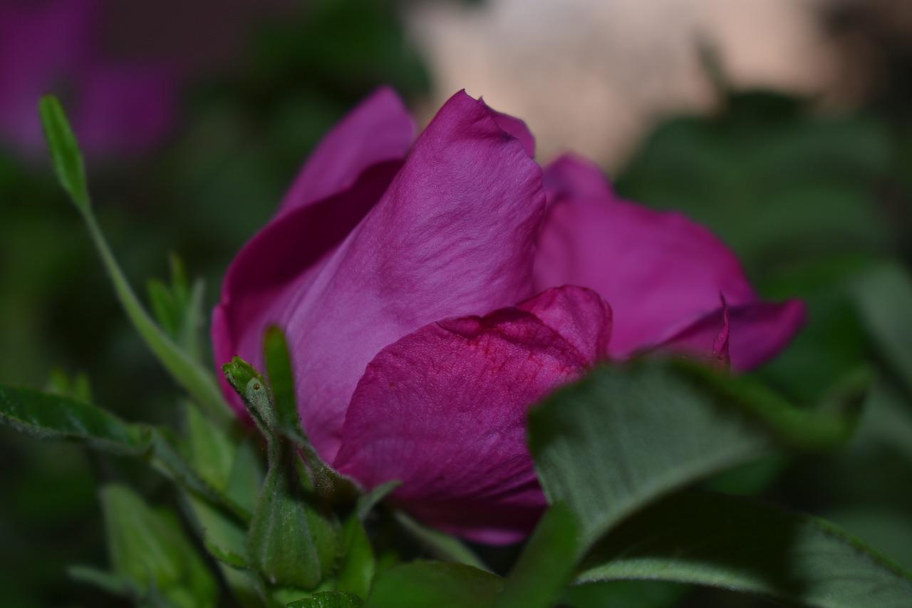 养三角梅用什么土