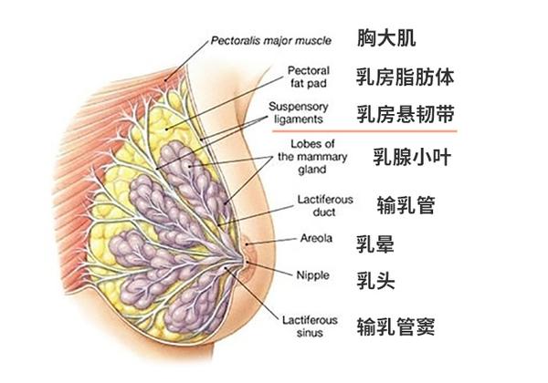 乳房构成结构图片