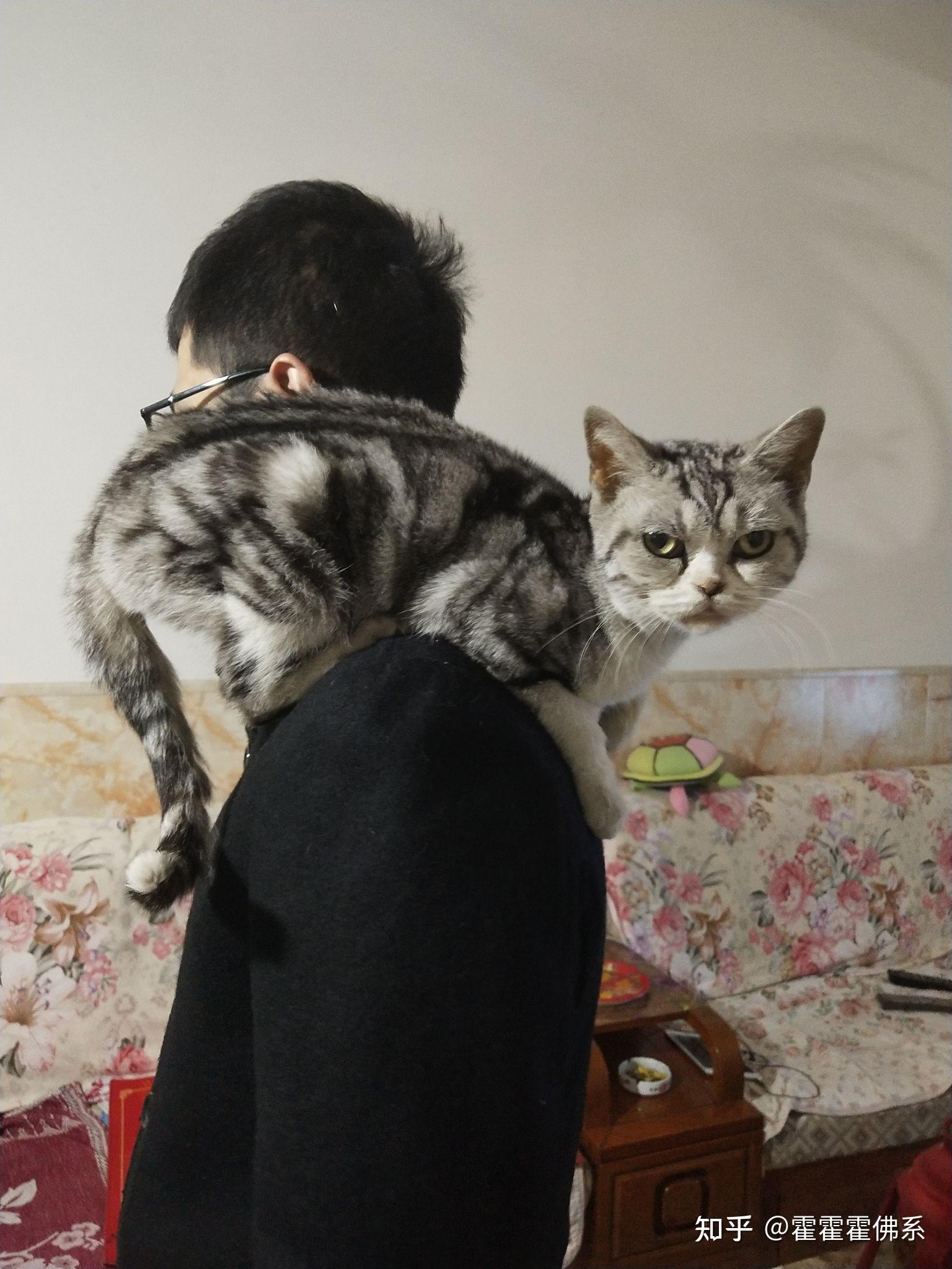 为什么有些小猫喜欢趴在人的肩膀上