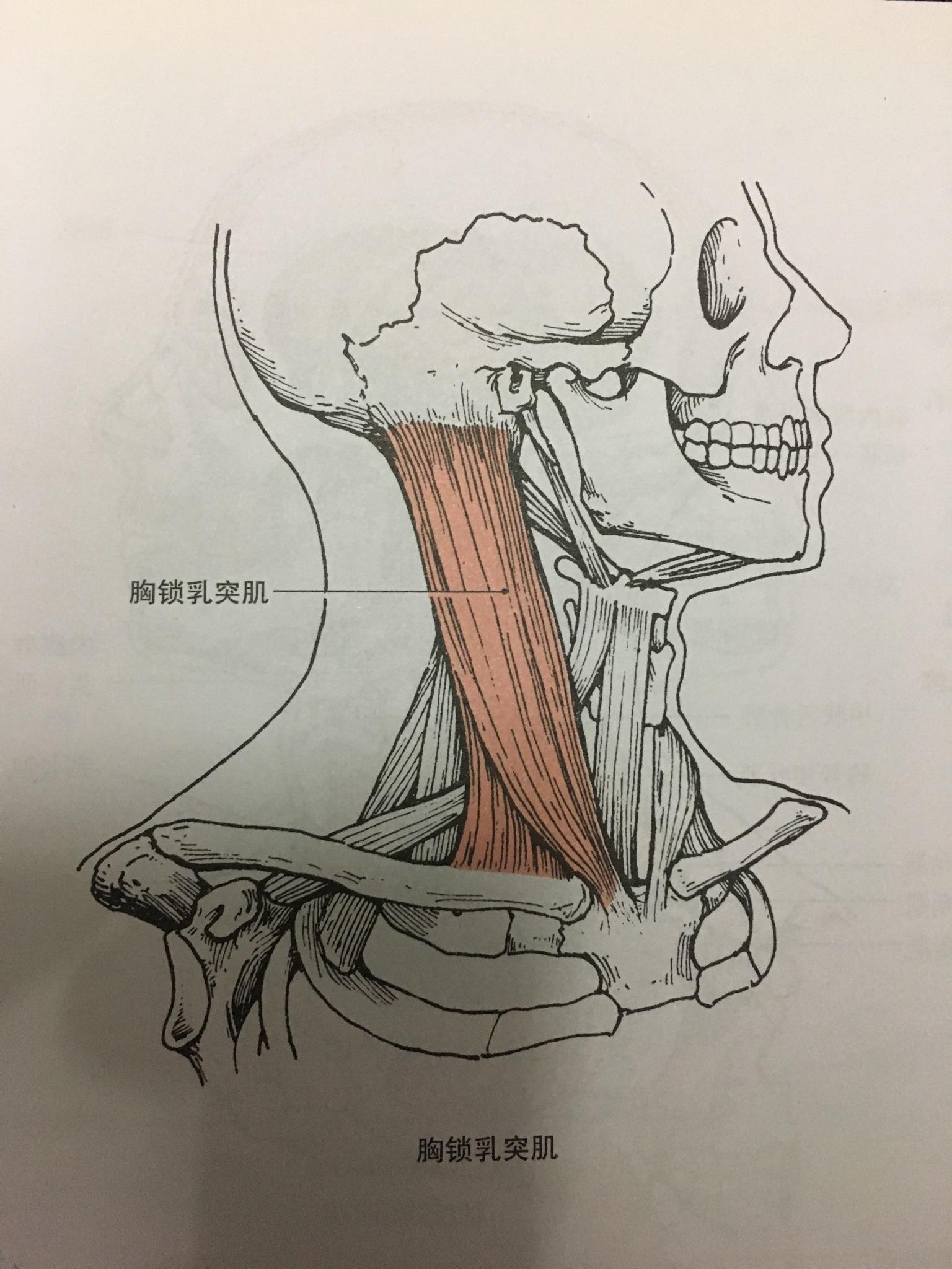 为什么单侧胸锁乳突肌收缩使头颈向同侧屈面部转向对侧