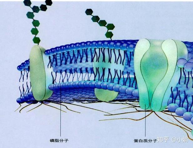 磷脂分子头部亲水为什么脂溶性物质优先进入细胞膜
