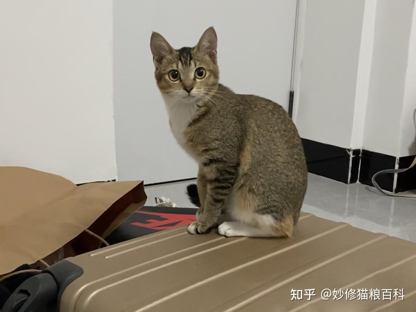 中华神猫之“雀猫”,为什么说是猫界“大哥”?这几点太优秀了 - 知乎