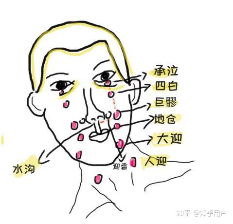 三 足阳明胃经 (倪海厦针灸大成笔记) - 知乎