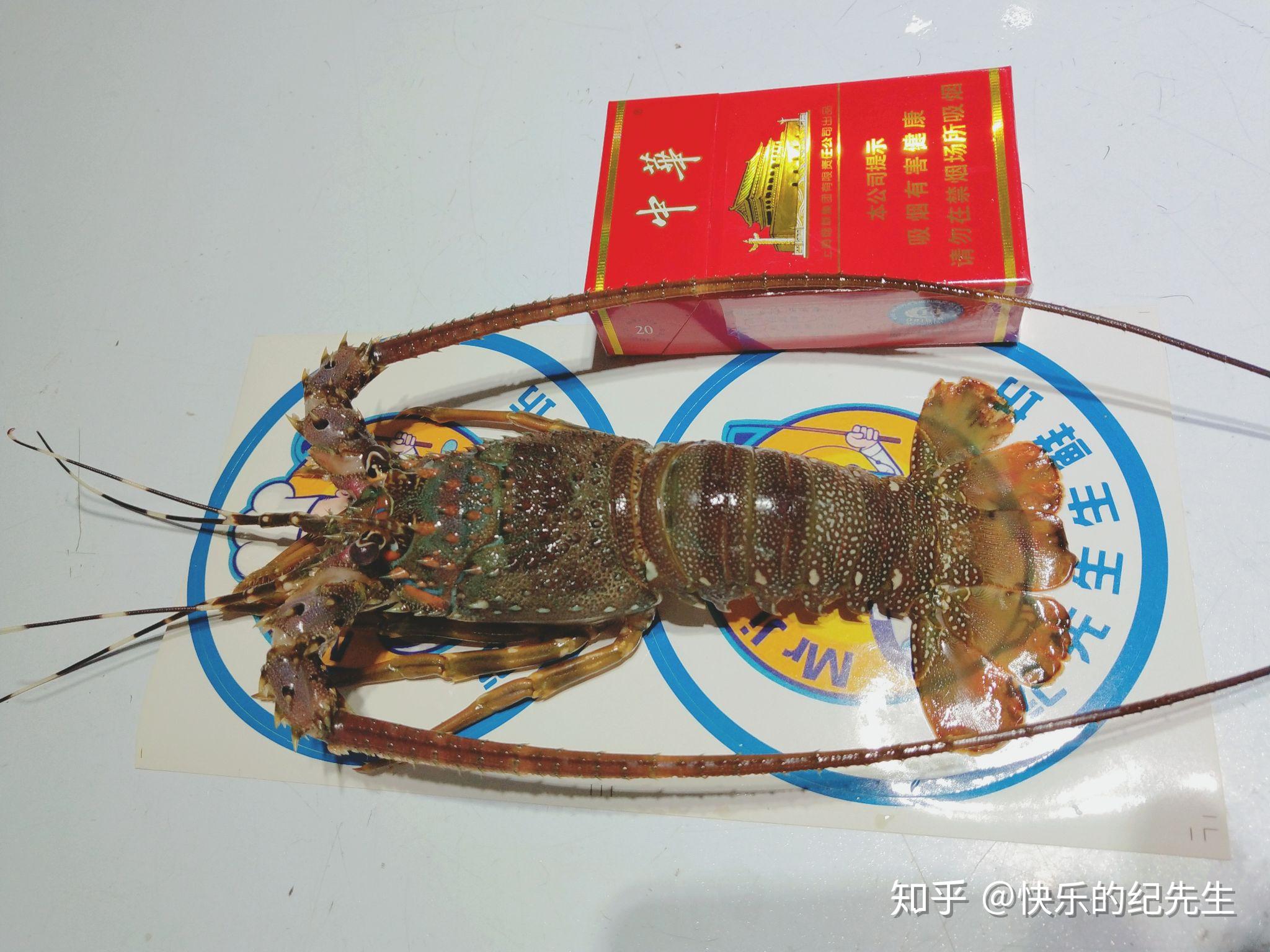 小青龙是虾吗? - 知乎