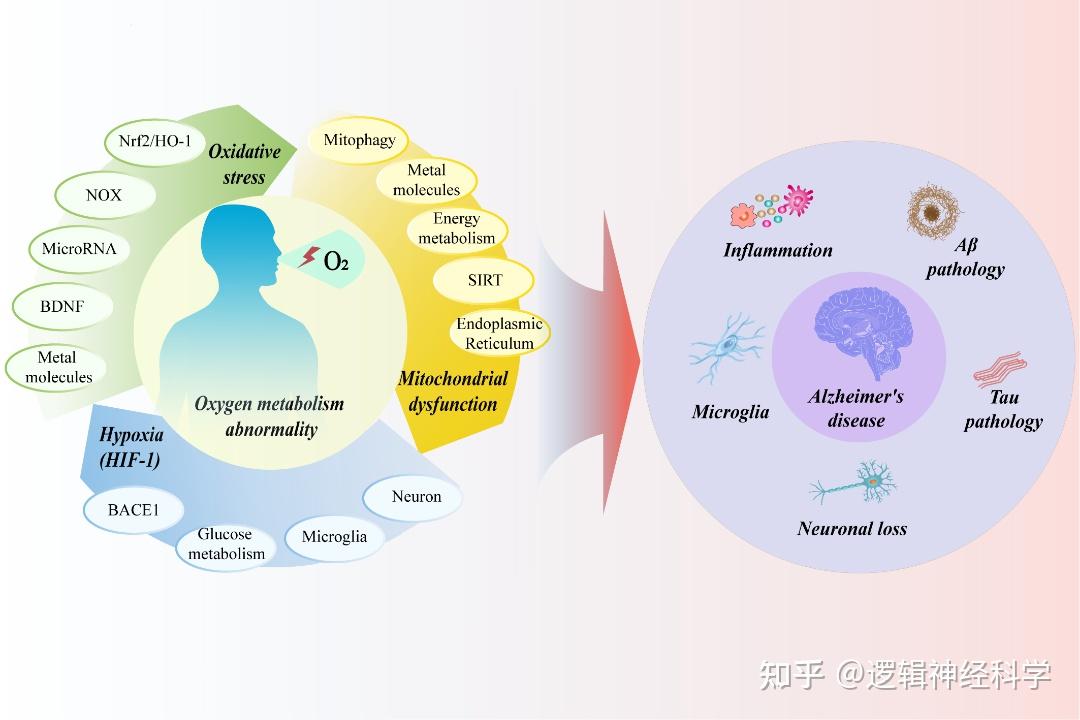 Redox Biol 综述︱电子科技大学附属四川省人民医院乐卫东团队评述氧代谢异常与阿尔茨海默病的最新研究进展 - 知乎