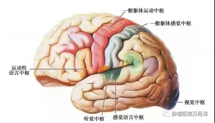 了解“司令部”,远离脑肿瘤 - 知乎