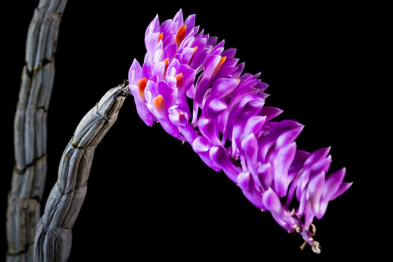 兰草开花什么颜色