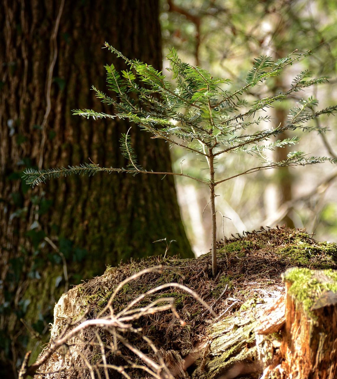最快生长树木品种