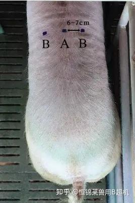 猪用B超测猪背脂厚度 - 知乎