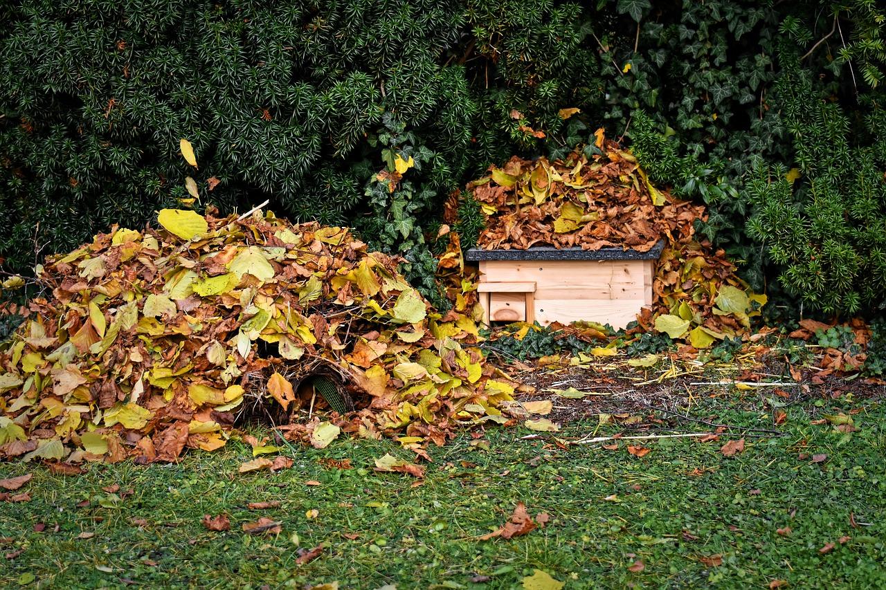 2. 刺猬市场行情