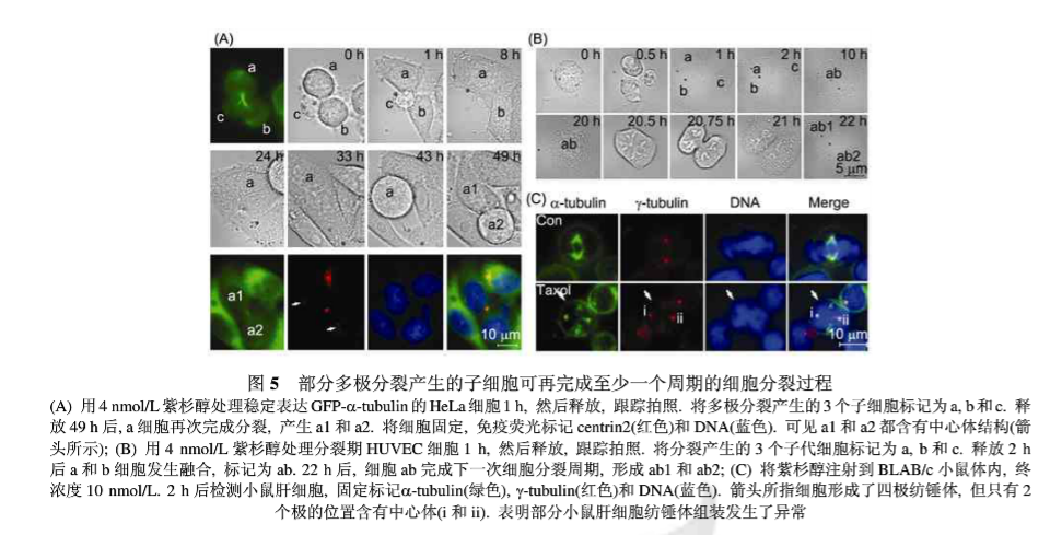 細胞分裂有分裂成兩個以上子細胞的嗎