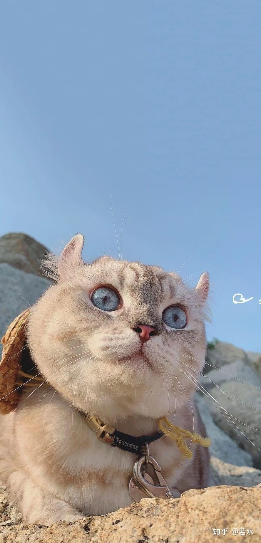 有哪些好看的关于猫咪的微信聊天背景图值得分享?